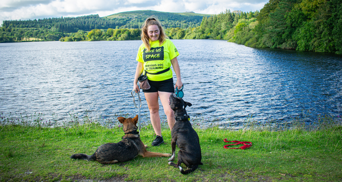 What is Reactivity in Dogs?