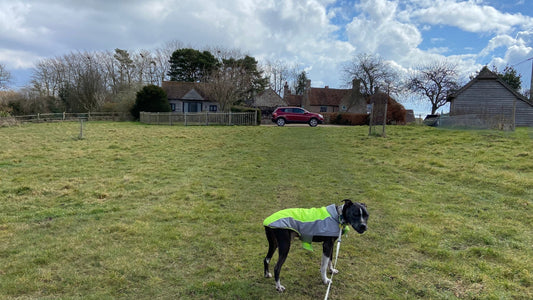 Visiting East Sussex With A Reactive Dog