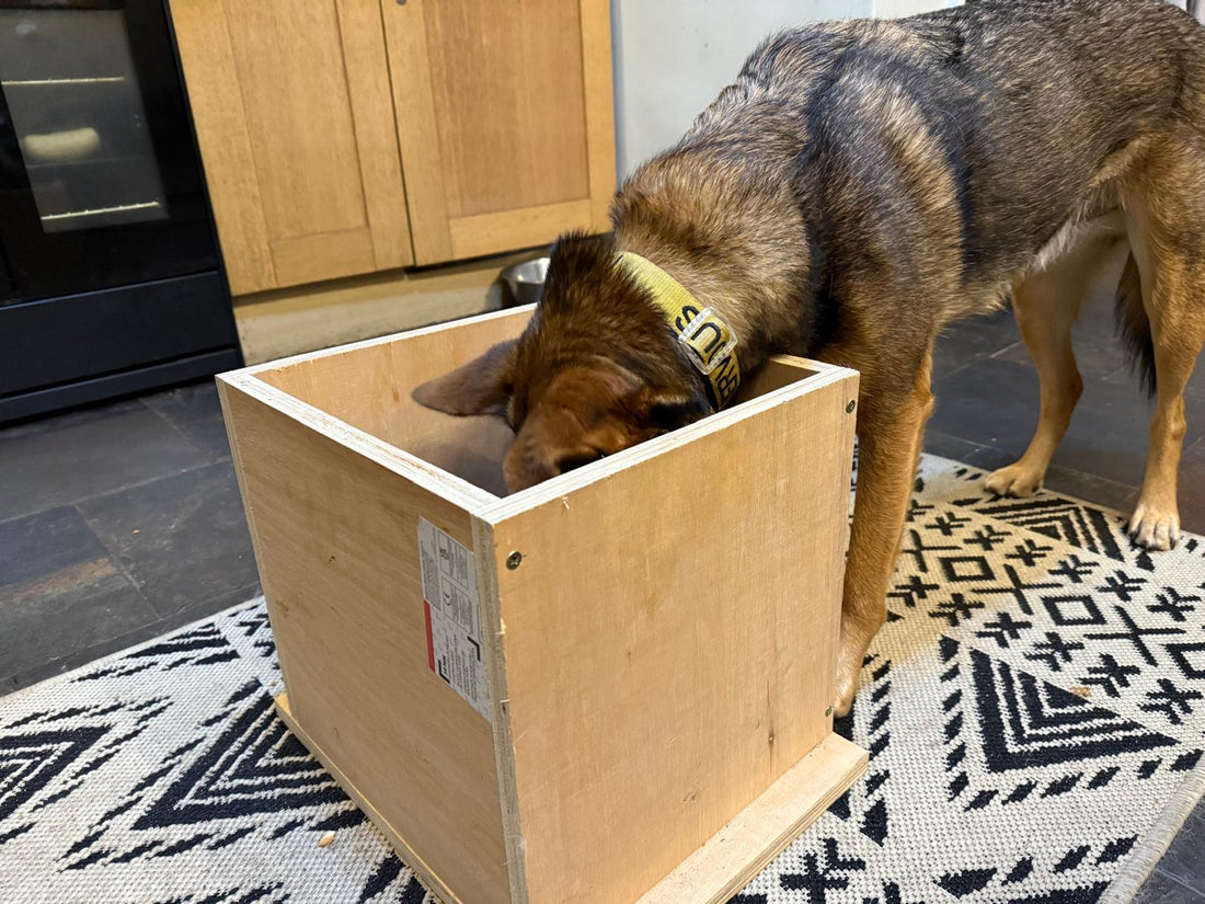 nervy-gsd-mix-dog-box-feeding-inside-wooden-box