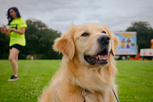 New Year, New Confidence for Your Reactive Dog
