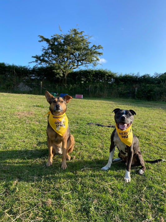 Two dogs wearing Nervy Mutt yellow bandanas with text sitting on a grassy field.