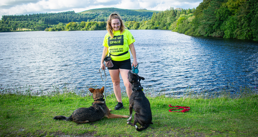What is Reactivity in Dogs?