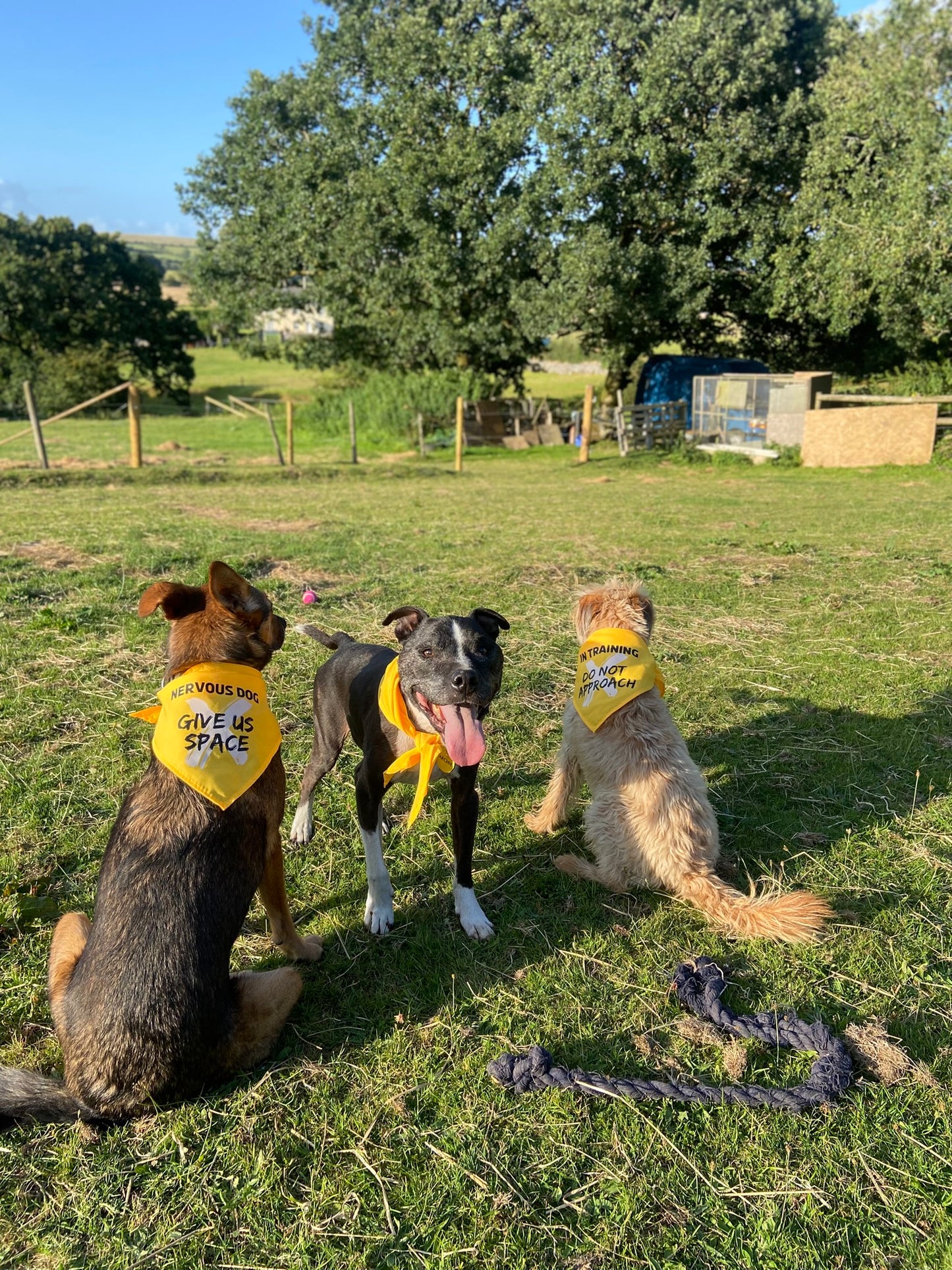 Nervous Dog Bandana "GIVE US SPACE"