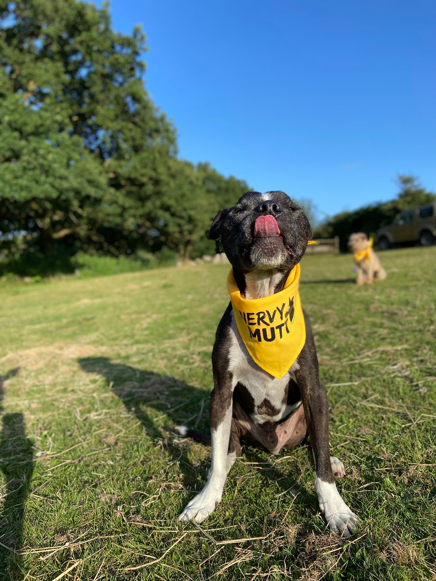 Dog wearing a yellow bandana with text, sitting on grass with trees and another dog in the background.