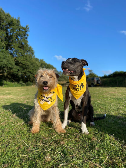 Two dogs wearing yellow bandanas with text sitting on grass.
