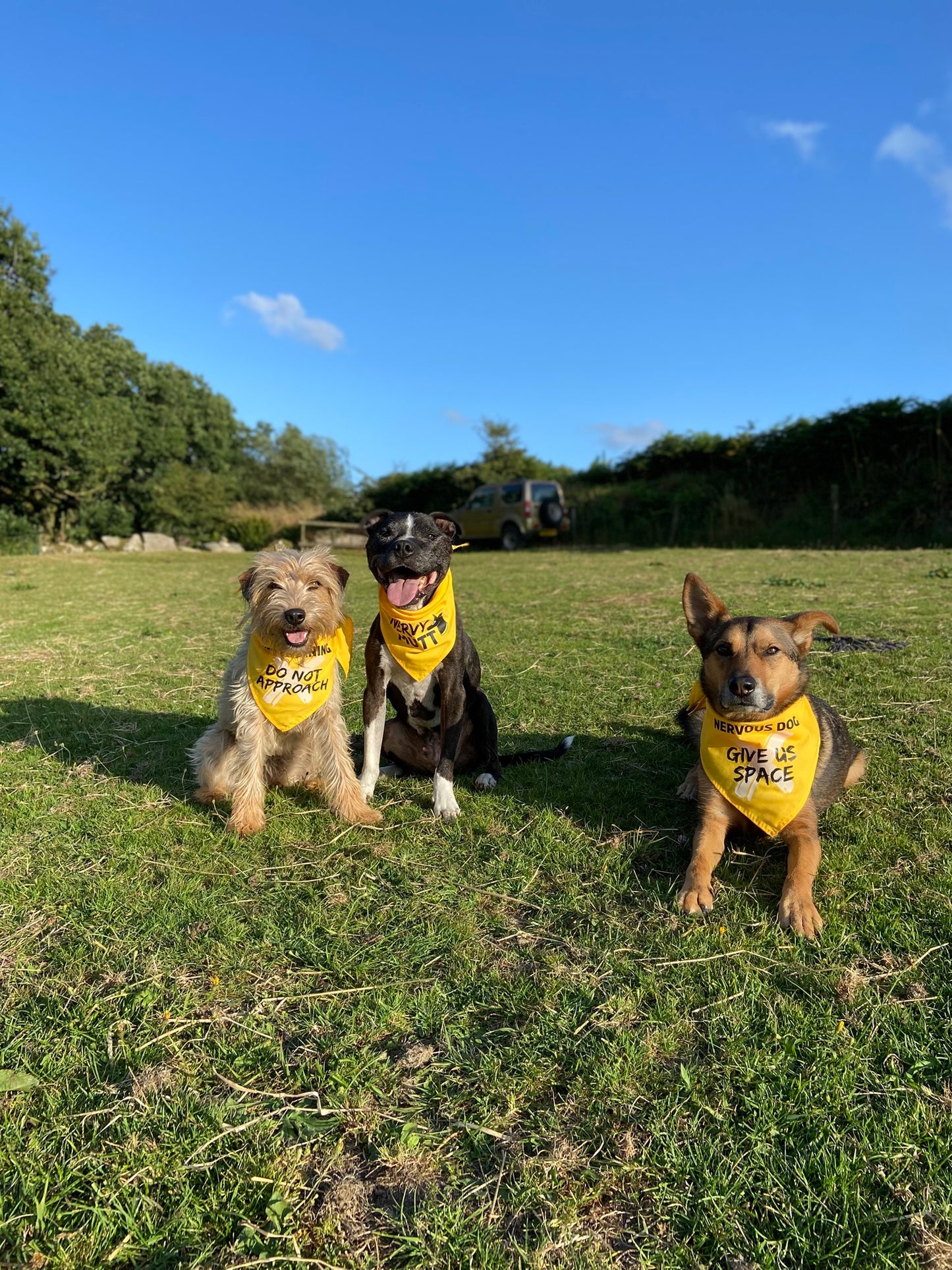 Three dogs wearing yellow bandanas in a grassy field with trees and a blue sky in the background.