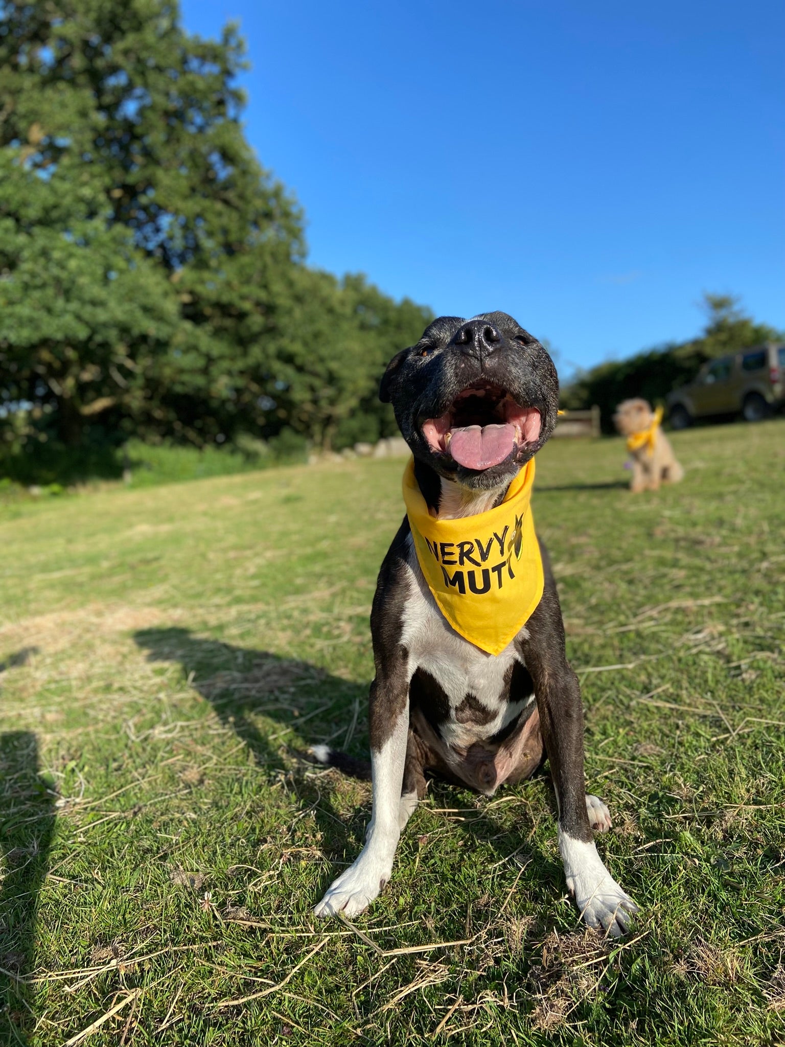 Dog wearing a yellow bandana with text, sitting on grass with trees and another dog in the background.